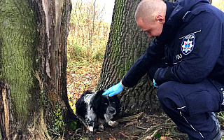 Zmarznięty i wyczerpany pies dzięki policjantom trafił do schroniska
